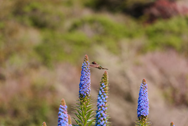  Hummingbird in flight