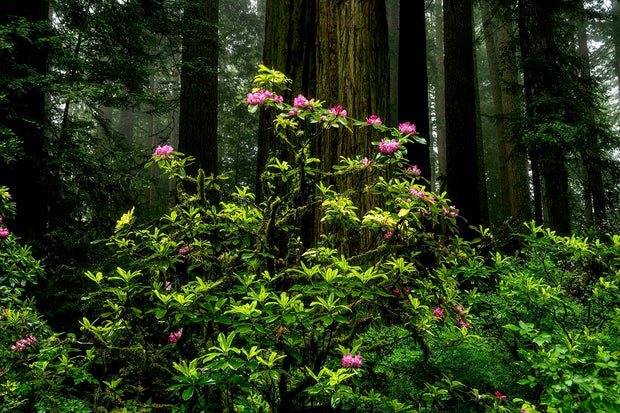 California Redwoods and Oregon Coast Photo Tour