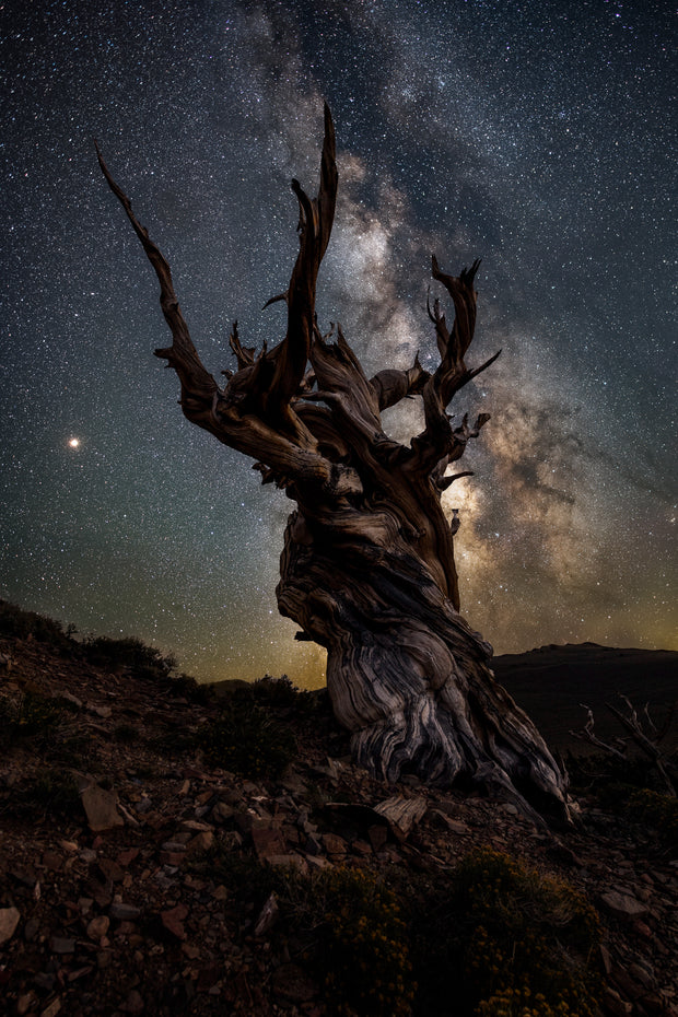 Eastern Sierra's Bristlecone Pine Milky Way