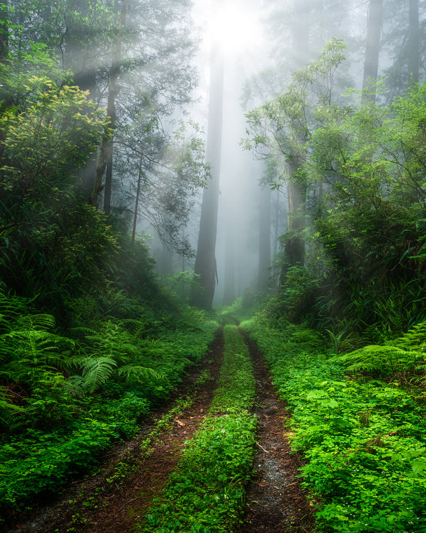 California Redwood Mystic Forest