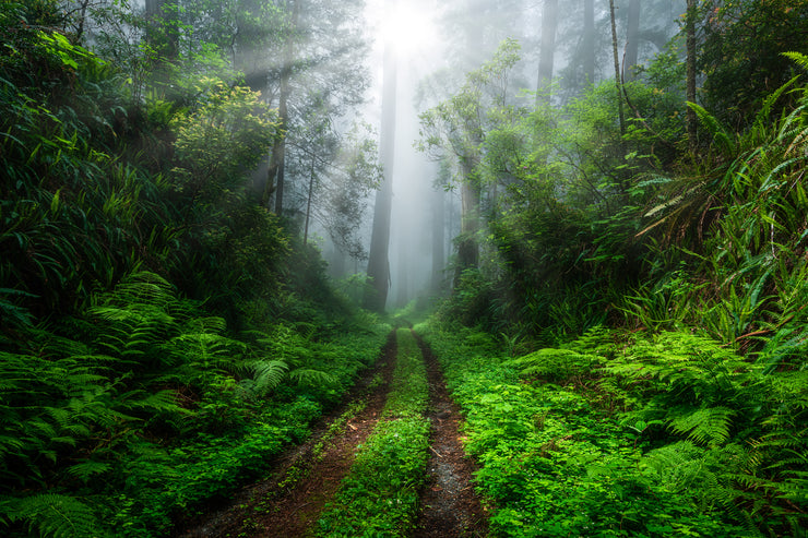 California Redwood Mystic Forest Landscape