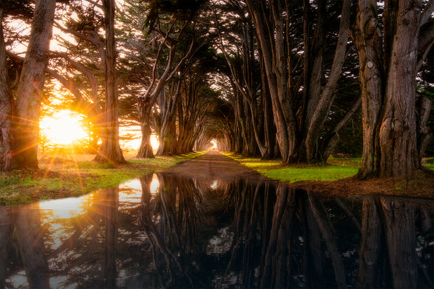 Cypress Tree Tunnel Reflection Photograph 