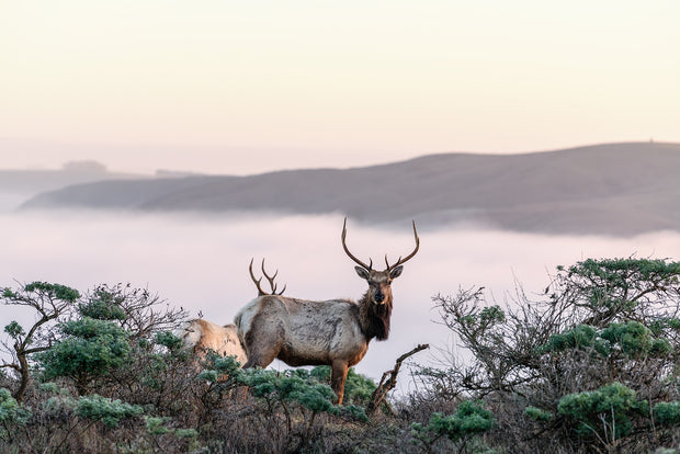 Point Reyes Fog Elk