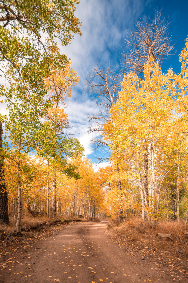 Eastern Sierra's golden fall colors