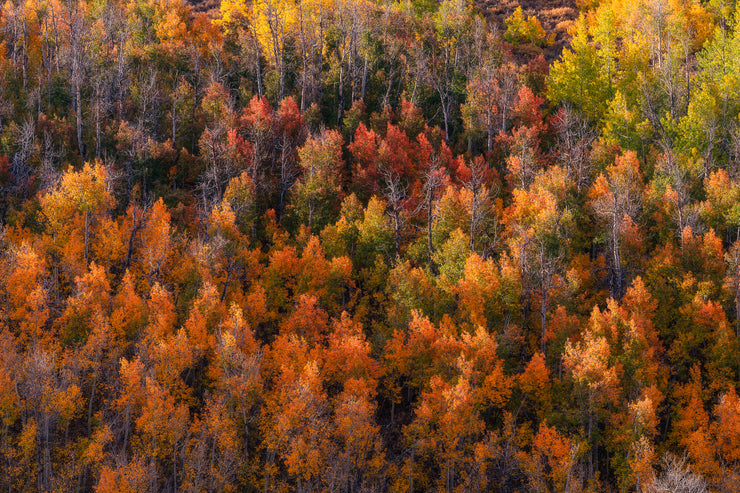 Eastern Sierra's fall colors