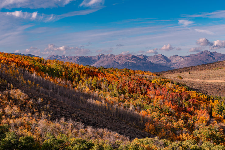 Fall Colors Eastern Sierra's