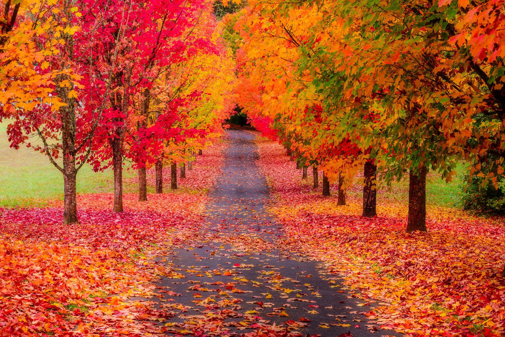 The Oregon Fall Road