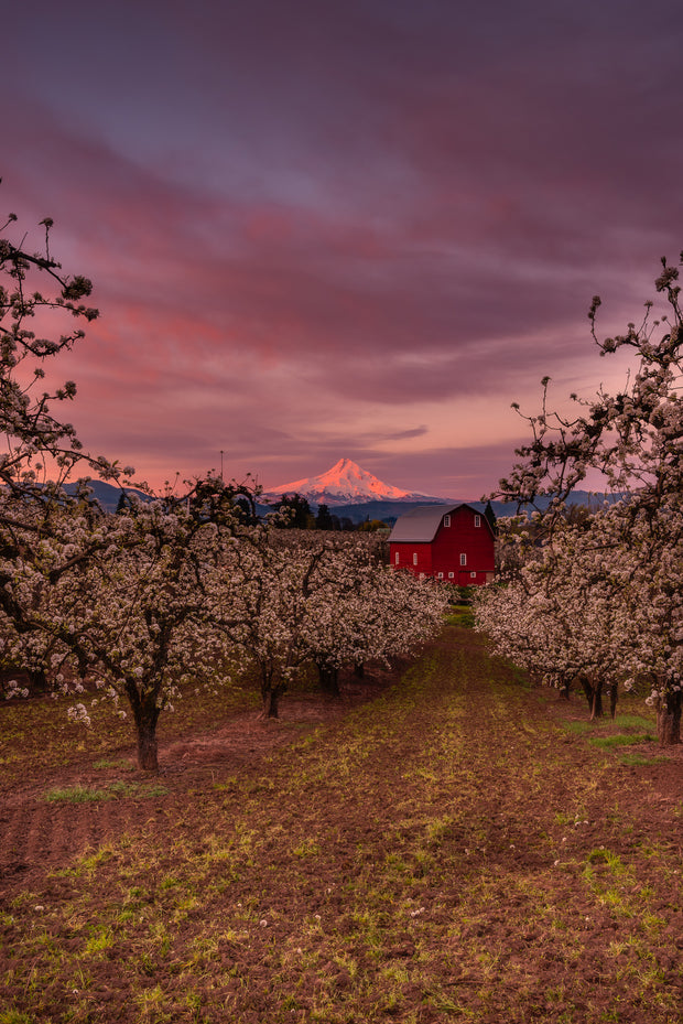 Spring blooms in Oregon