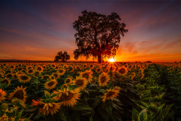 Woodland California epic sunflower field sunset