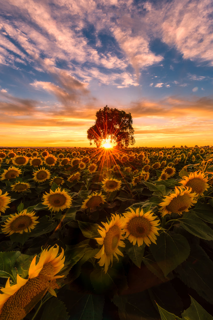Woodland California sunflower field sunset
