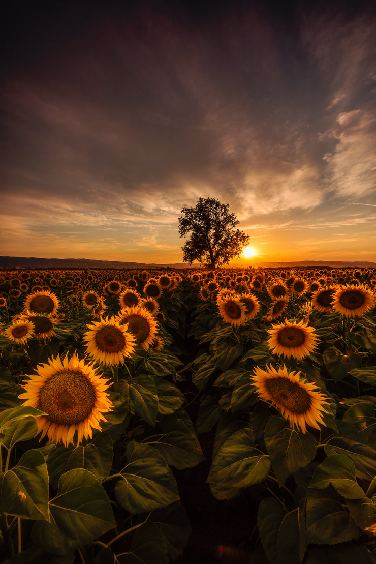 Epic sunflower Field sunset Woodland California